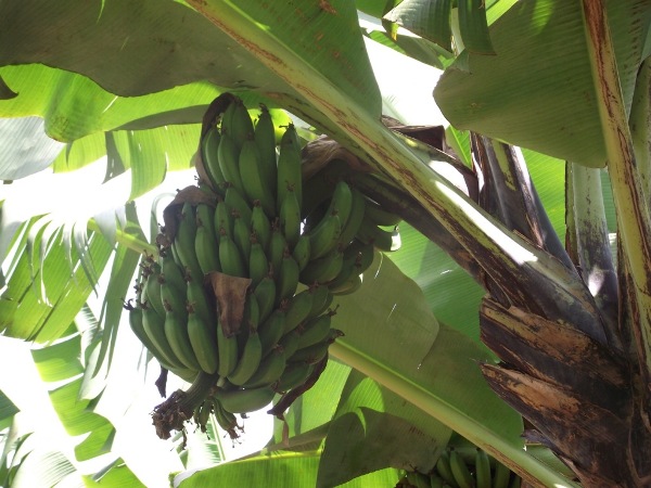 a bunch of banana fruit ready for the market